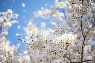 桜と青空
