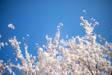 桜と青空
