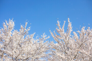 桜と青空
