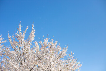 桜と青空
