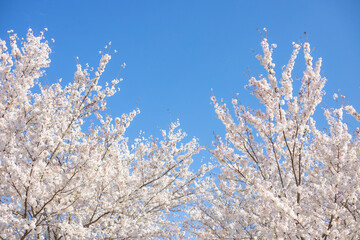 桜と青空
