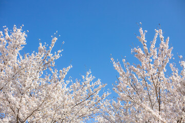 桜と青空
