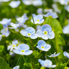 Wild field blue flowers, close-up with bokeh. Gentle congratulations, a gift.