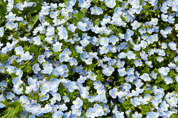 Blue wild flowers, close-up for design. Greeting card, wallpaper or decoration.