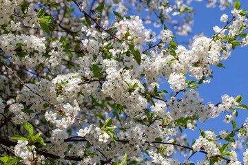 a beautiful apple tree during blooming with white flowers