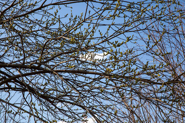 willow during blooming in the spring of the year