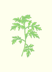 Green Asiatic Wormwood leaf plant in flat vector illustration art design