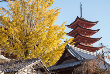 豊国神社（千畳閣）のイチョウと五重の塔　秋の広島県・宮島　Autumn yellow gingko tree and five-storied pagoda at Hokoku Shrine in Miyajima, Hiroshima, Japan