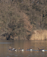 Great Goose, (Anser anser), Southern Bohemia, Czech Republic