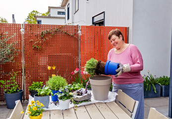 Senior happy caucasian woman wearing gloves transplanting  lavender seedling from plastic flowerpot at home terrace kitchen garden outdoors
