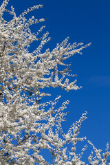 blooming fruit trees in the spring season