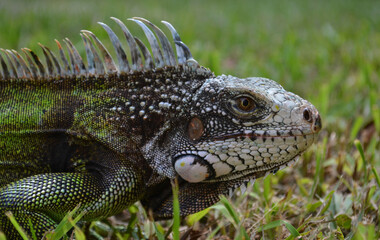 
reptile called iguana in the fields of Venezuela