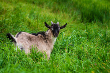 happy goats in the green meadow, yeanling, billy goat, goatling
