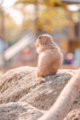 Little prairie dog eating food