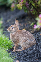 Eastern cottontail rabbit in the garden after a rain shower