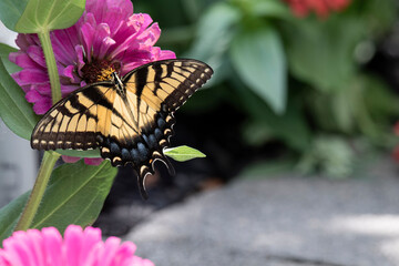 Sunlight illumenates a monarch butterfy ina garden