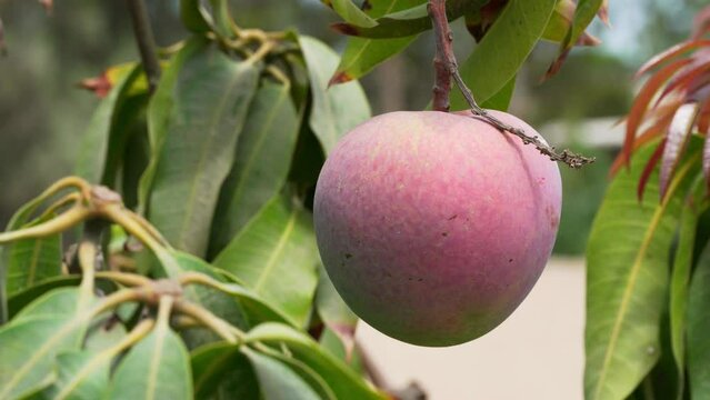 Closeup of Ripe Organic Non GMO Mango Fruit hanging from tree. Sunny orchard