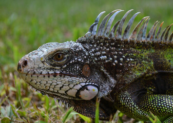 
reptile called iguana in the fields of Venezuela