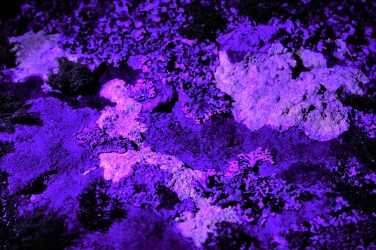 Lichens glowing under ultraviolet light