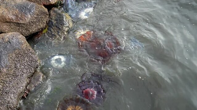 A colorful group of Jellyfishes is being washed out to the shore. Strong tide