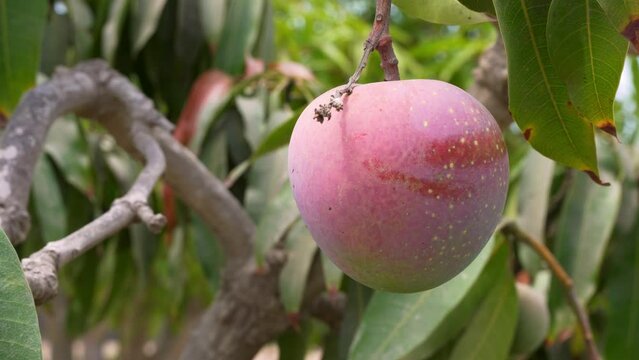 Close-up of Organic Non-GMO Ripe Mango Fruit hanging from tree. Sunny orchard