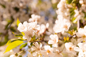 Cherry blossoms. Cherry blossoms in small clusters on a cherry branch, fading to white. Spring, flowering trees. Spring concept.Sun rays.Place for text.