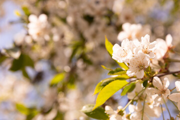 Cherry blossoms. Cherry blossoms in small clusters on a cherry branch, fading to white. Spring, flowering trees. Spring concept.Sun rays.Place for text.