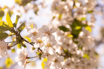 Cherry blossoms. Cherry blossoms in small clusters on a cherry branch, fading to white. Spring, flowering trees. Spring concept.Sun rays.Place for text.