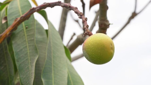 Unripe Non-GMO Organic Green Mango Hanging from Tree in the Orchard