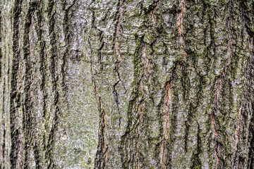 Naklejka premium oak bark texture or background