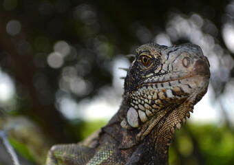 
reptile called iguana in the fields of Venezuela