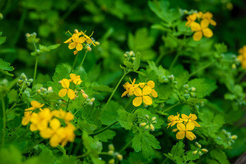 Medicinal plant celandine in the garden. Flowering celandine. Greater celandine (Chelidonium majus, tetterwort, nipplewort or swallowwort, St John's wort). Floral background.