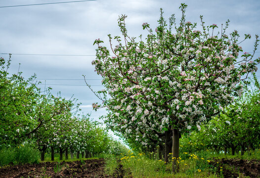 Row of Beautiful blooming of decorative apple and  fruit trees. Agriculture, morning, Seasonal background. Flowering orchard in spring time. Scenic image of trees in dramatic garden. Beauty of earth, 