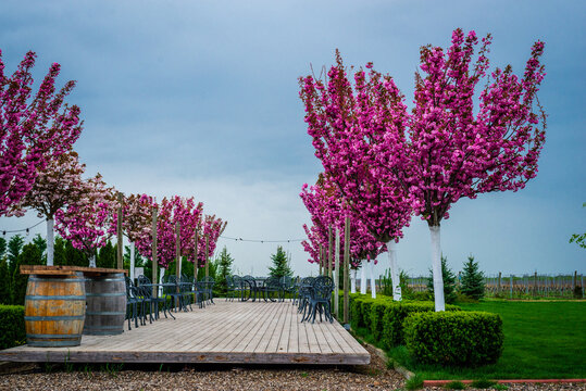 cherry blossom , Sakura, Prunus serrulata 'Kanzan' or 'Sekiyama' Natural light. High quality photo, in early spring april day in botanical garden Moldova, Et Cetera winery terace, wooden barrels