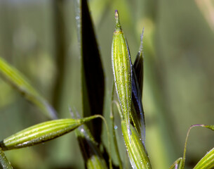 oat plant during cultivation in the field in summer