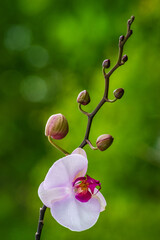 Pink, white Phalaenopsis or Moth dendrobium Orchid flover. Background Orchid, Orchid flower in tropical garden.Phalaenopsis growing on Tenerife,Canary Islands.Orchids.natural green background, space