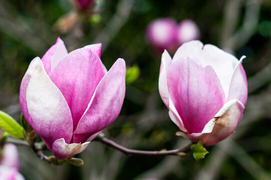 naturalistic photos of pink and white magnolia