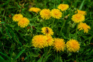 Beautiful flowers of yellow dandelions in nature in warm  spring on meadow in sunlight, macro. Dreamy artistic image of beauty of nature.Green field  Closeup of yellow spring flowers on the ground