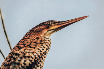 Socó-boi, Tigrisoma lineatum