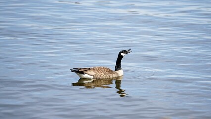 Obraz premium country goose branta canadensis