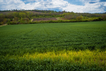 Fototapeta premium Rural landscape of young green wheat growing in fields at sunset, windmills