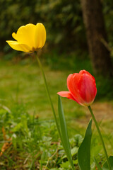 Obraz premium Red and yellow tulips in the garden against a background of green grass and other green plants.