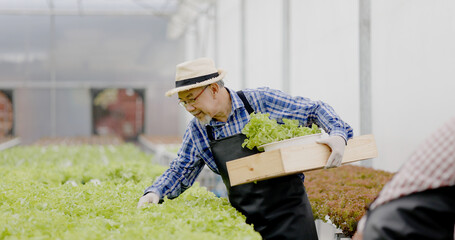 Asian farm owner and workers inspect hydroponic vegetables in a large nursery. Caring for vegetables to have good quality and environmentally friendly produce. modern agricultural technology