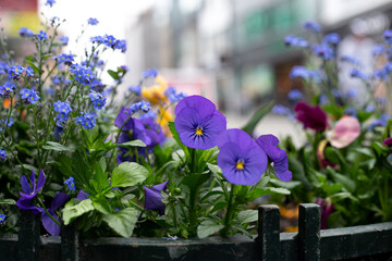 Close up, Viola tricolor flowers in a flower bed.