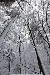 deciduous trees covered with snow in winter