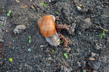 light wild snail with a brown shell in the forest on the ground