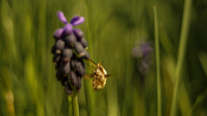 purple flower and green, and little bee 
