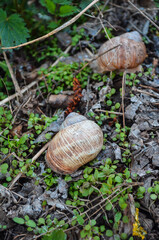 two snails crawl among green sprouts in the forest close-up