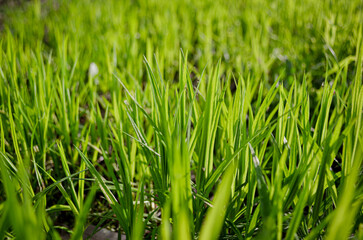 Fototapeta na wymiar juicy green sprouts of young grass with sun glare close-up