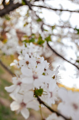 small white flowers on a tree in spring on a sunny day
